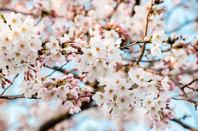 桜-ぱくたそ