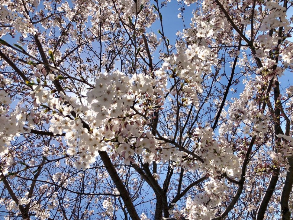 桜